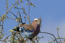 Lilac-breasted roller